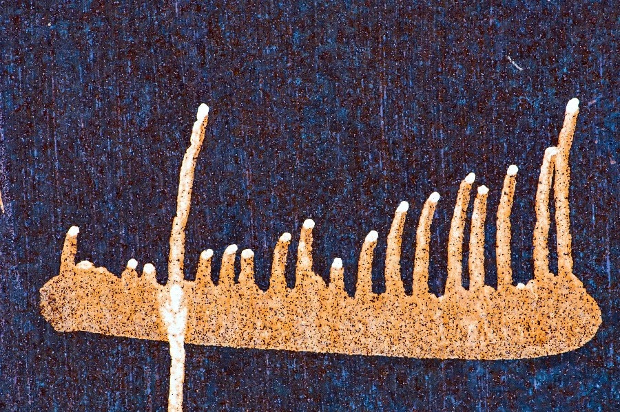 stonožka hodila záda