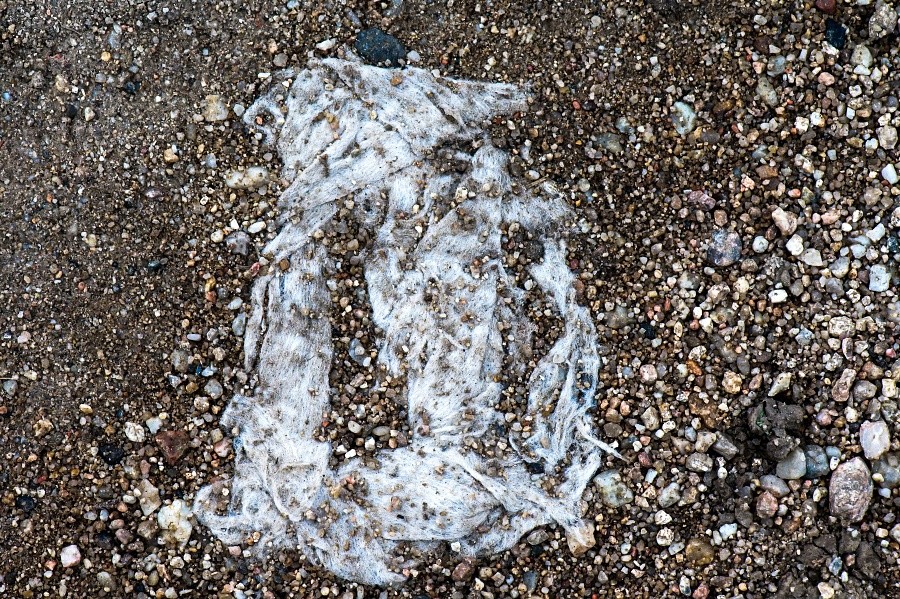 král, králík, králíček (tři králové)