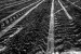 agroart 46